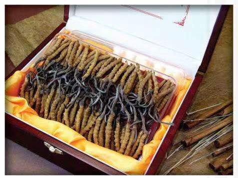 景谷冬虫夏草回收